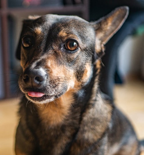 Office Dog Nala: Ein Dackel der die Zunge rausstreckt